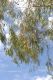 image of Pittosporum angustifolium