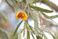 image of Pittosporum angustifolium