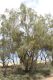 image of Pittosporum angustifolium