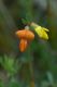 image of Lotus corniculatus