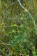 image of Lotus corniculatus