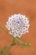 image of Trachymene glaucifolia