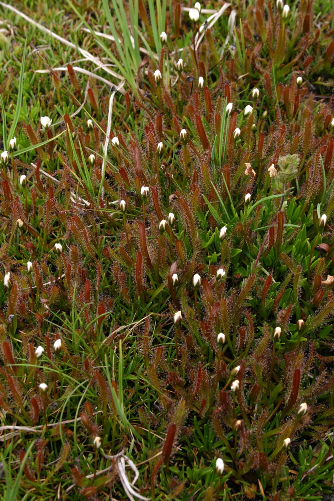 Droseraceae Drosera arcturi