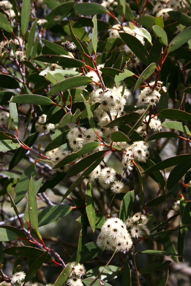 Myrtaceae Eucalyptus pauciflora