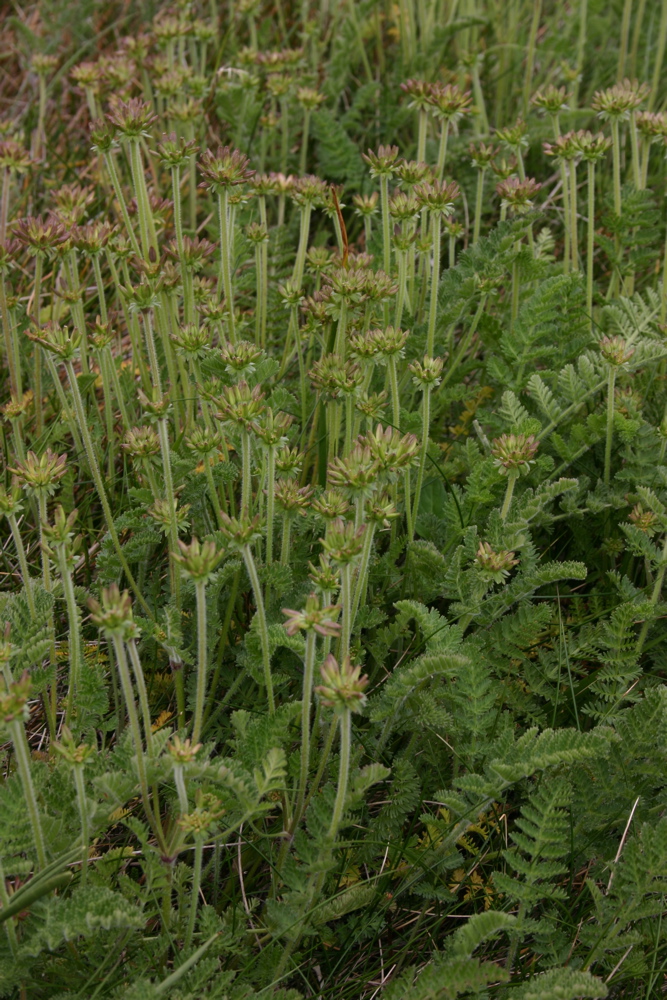 Apiaceae Oreomyrrhis eriopoda