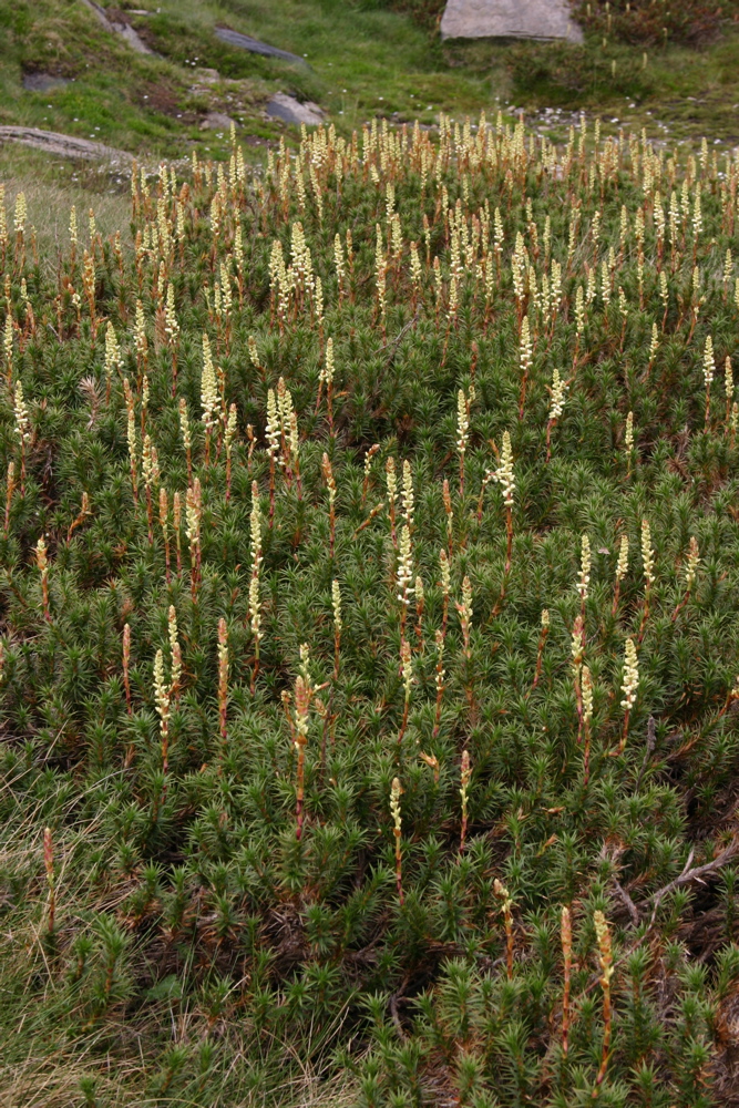 Ericaceae Richea continentis
