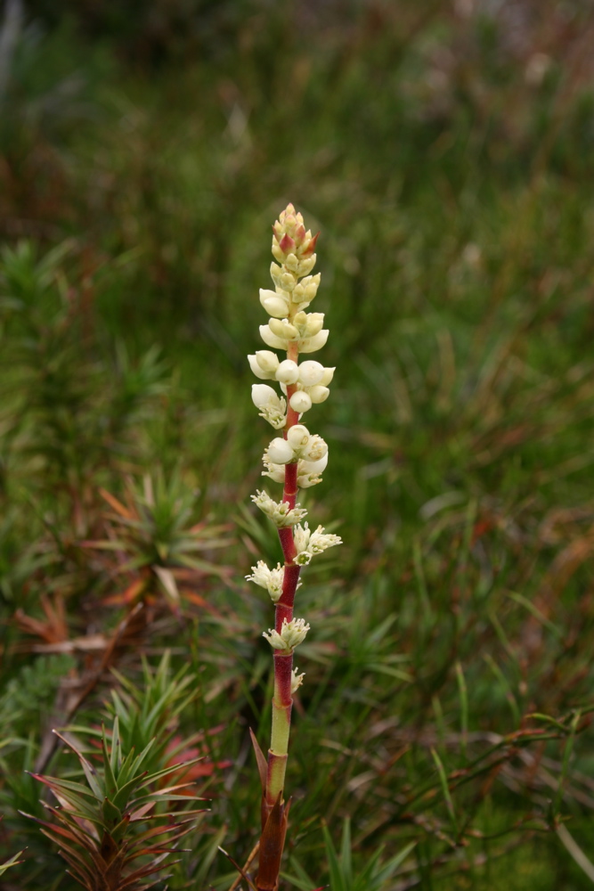Ericaceae Richea continentis