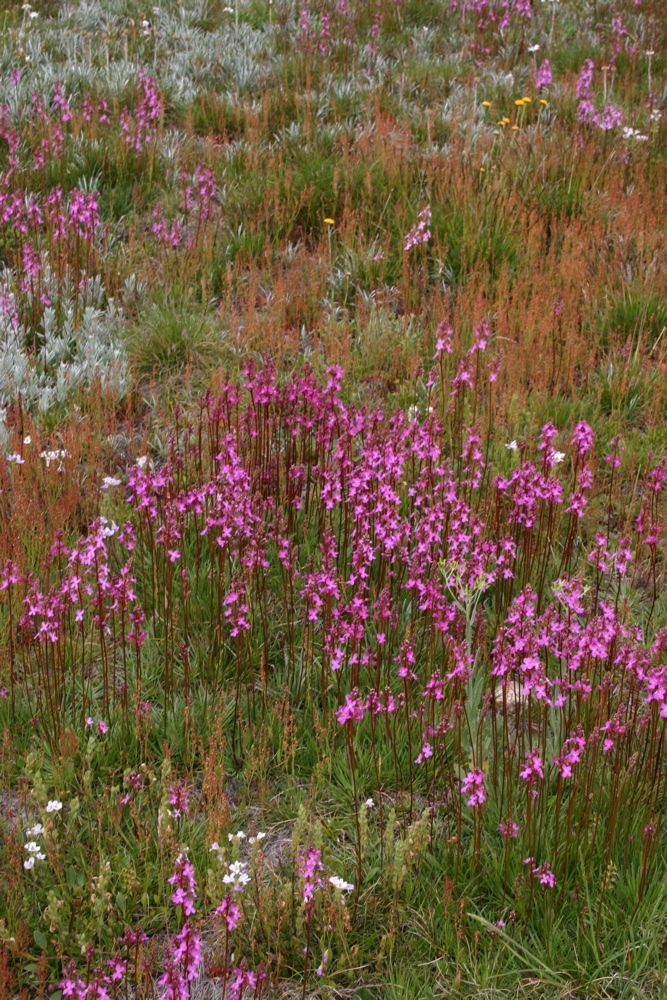 Stylidiaceae Stylidium graminifolium