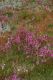 image of Stylidium graminifolium