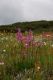 image of Stylidium graminifolium