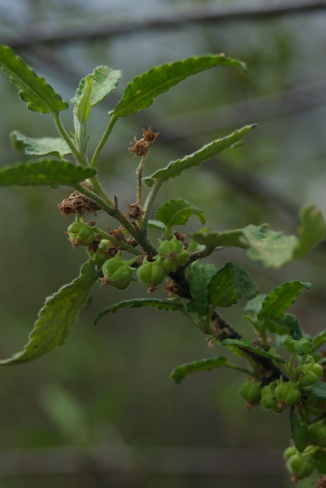 Malvaceae Gynatrix pulchella