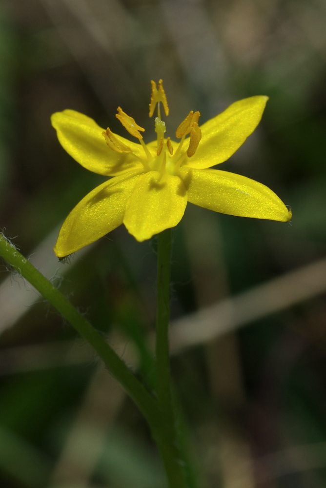 Hypoxidaceae Hypoxis hygrometrica