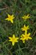 image of Hypoxis hygrometrica