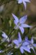 image of Wahlenbergia communis