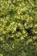 image of Acacia sophorae