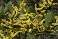 image of Acacia sophorae