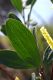 image of Acacia sophorae