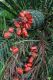 image of Macrozamia communis