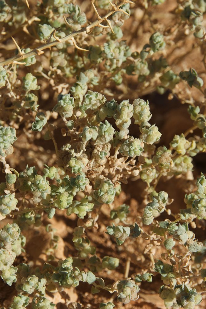 Amaranthaceae Atriplex spongiosa