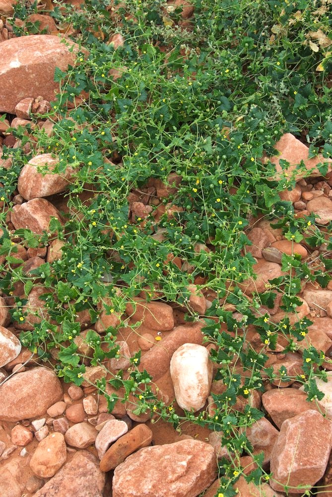 Cucurbitaceae Cucumis maderaspatanus