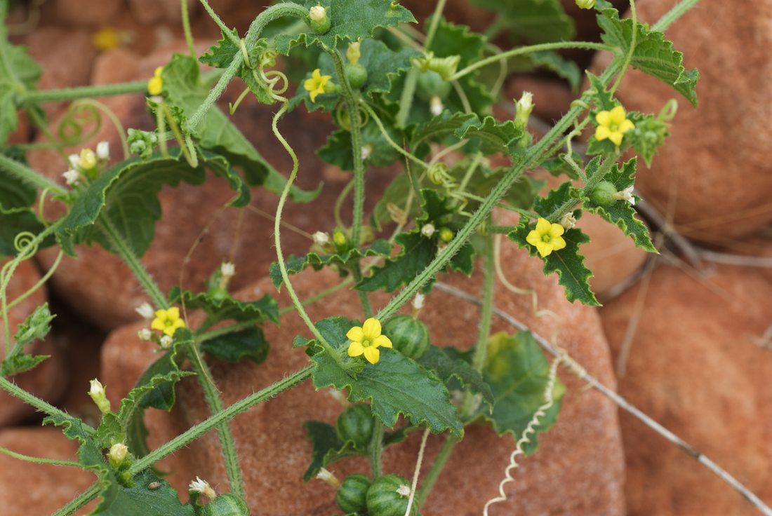 Cucurbitaceae Cucumis maderaspatanus