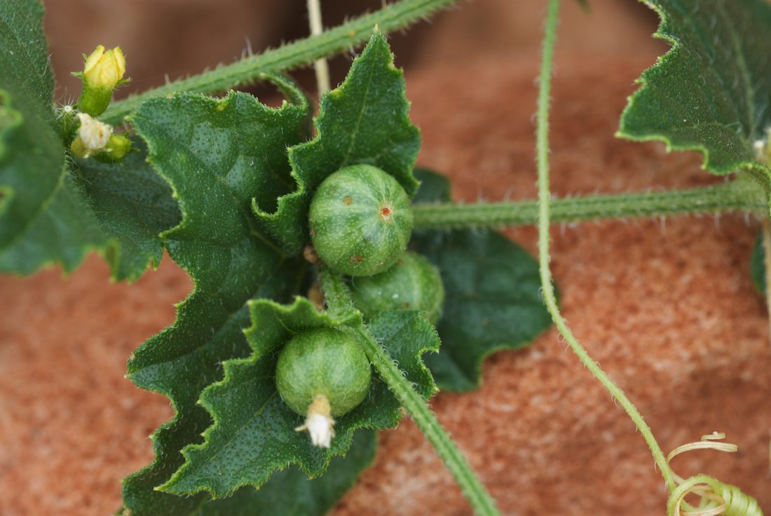Cucurbitaceae Cucumis maderaspatanus
