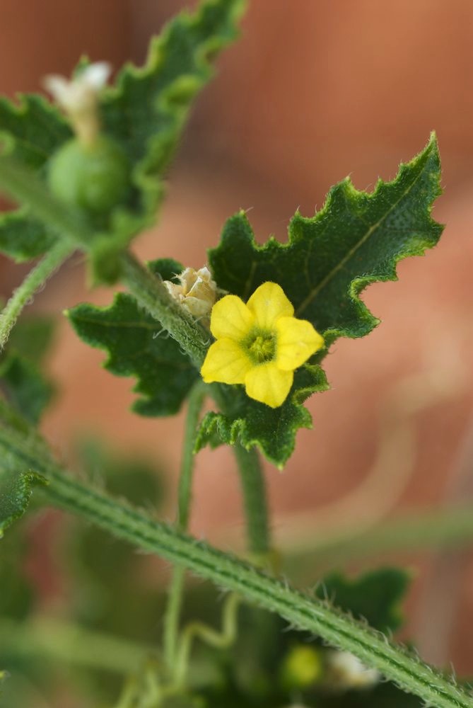 Cucurbitaceae Cucumis maderaspatanus