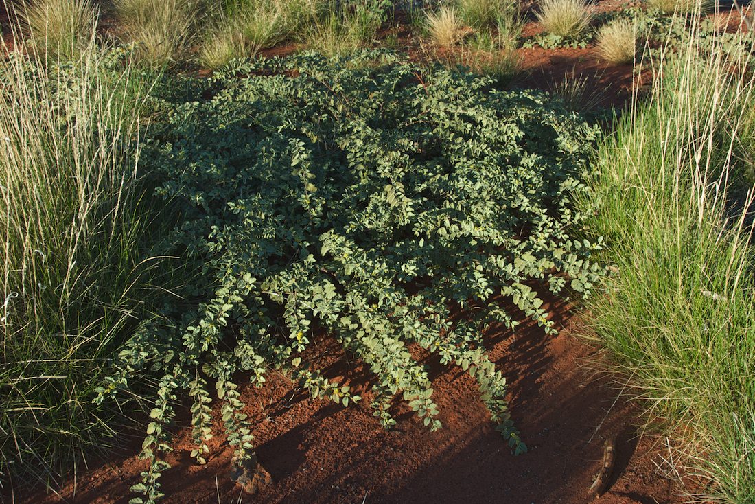 Byttneriaceae Rulingia loxophylla
