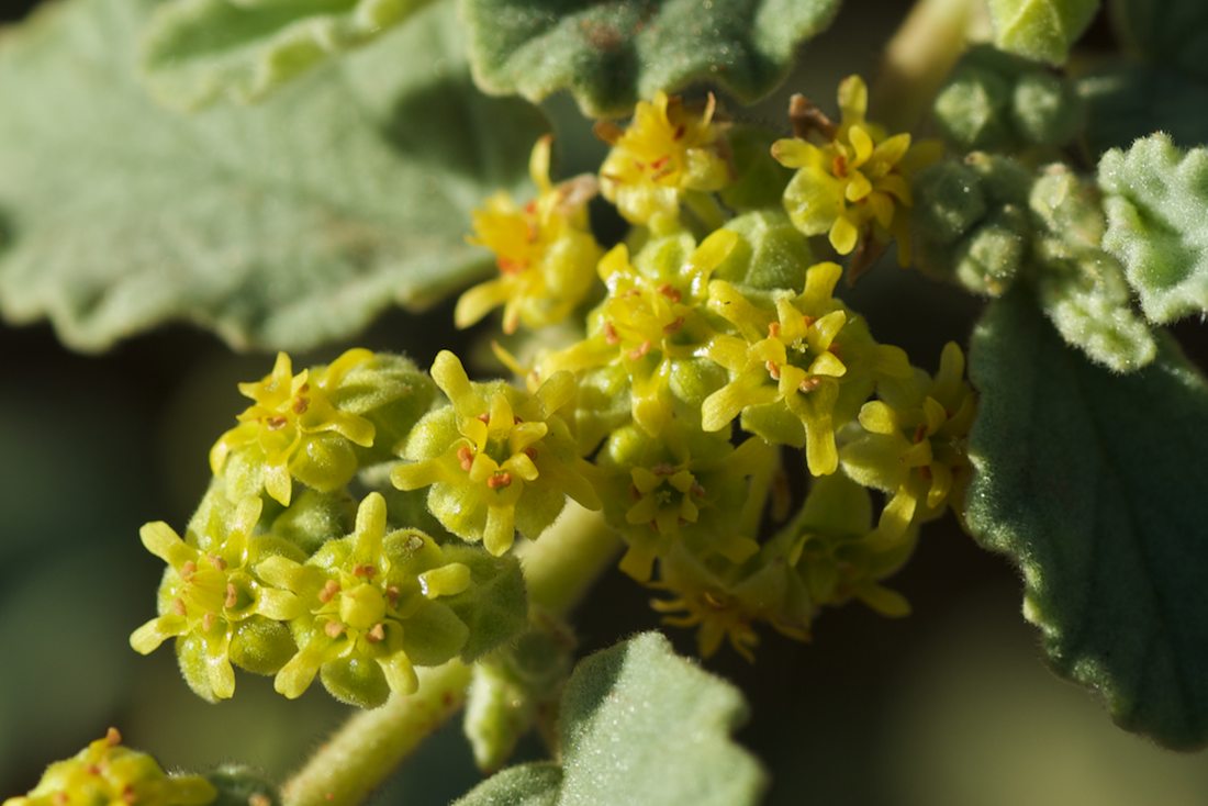 Byttneriaceae Rulingia loxophylla
