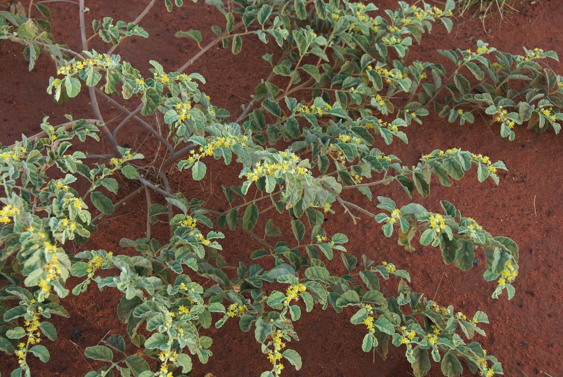 Byttneriaceae Rulingia loxophylla