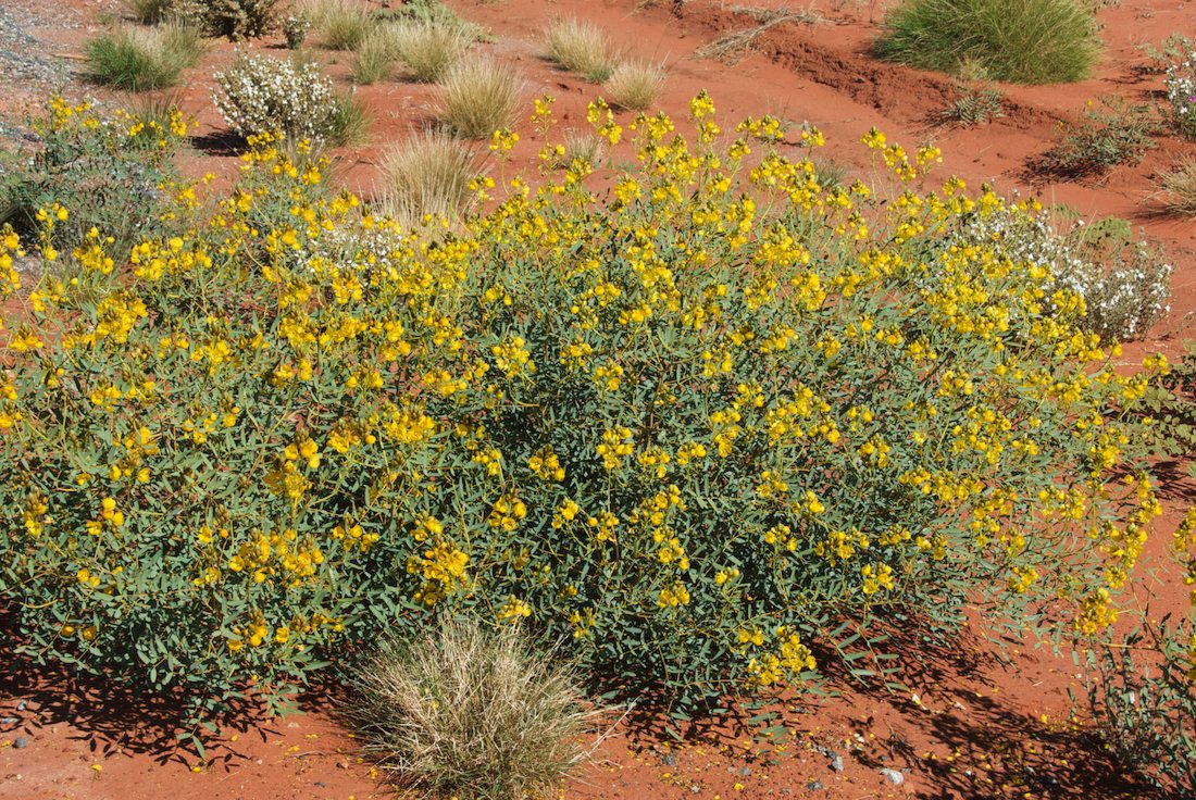 Fabaceae Senna pleurocarpa