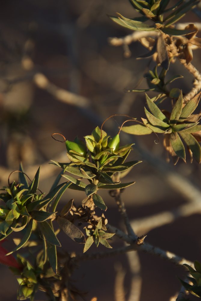 Scrophulariaceae Eremophila duttonii