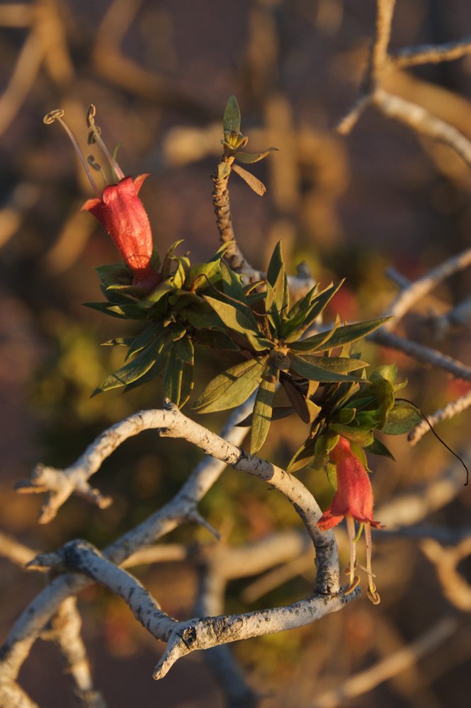 Scrophulariaceae Eremophila duttonii