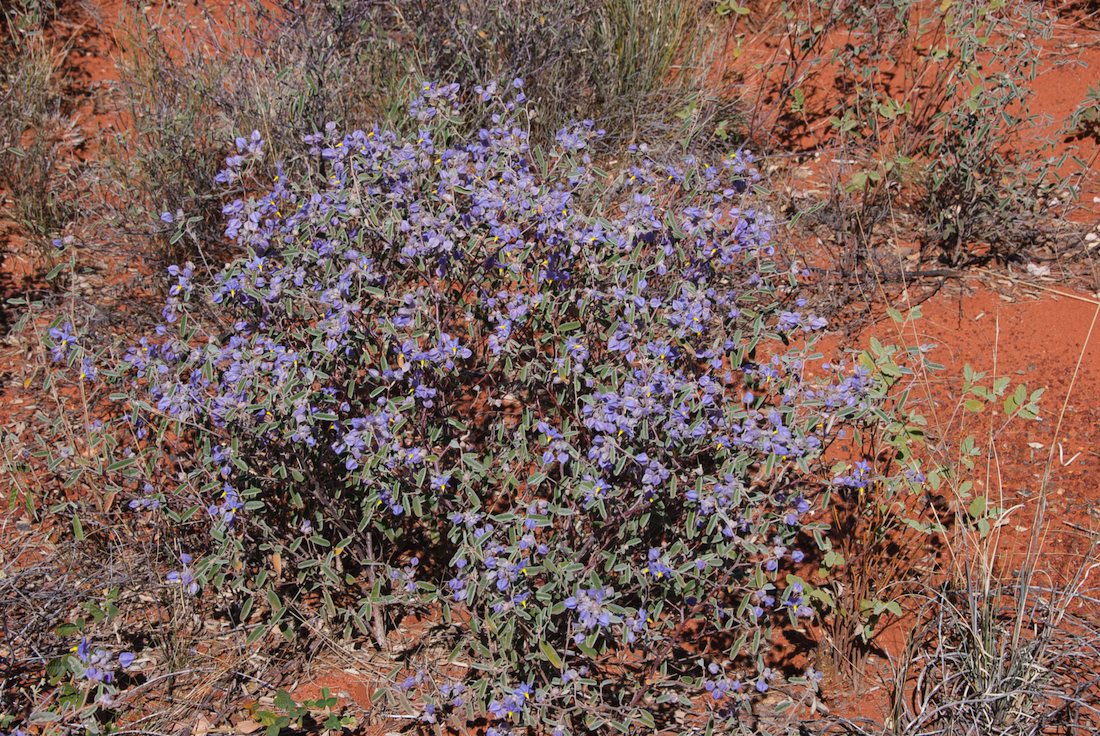 Byttneriaceae Keraudrenia integrifolia