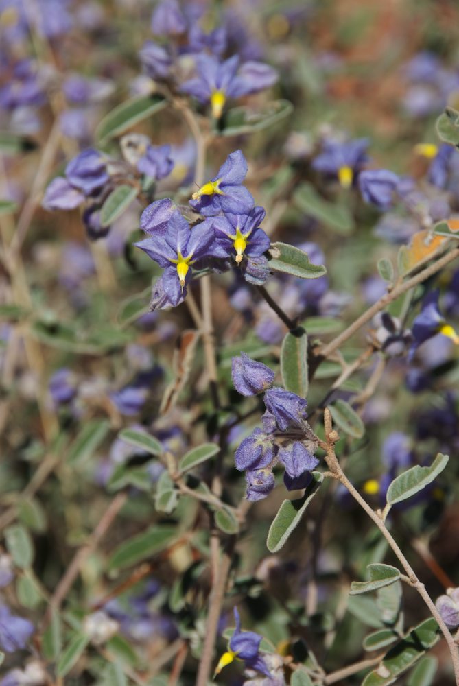 Byttneriaceae Keraudrenia integrifolia