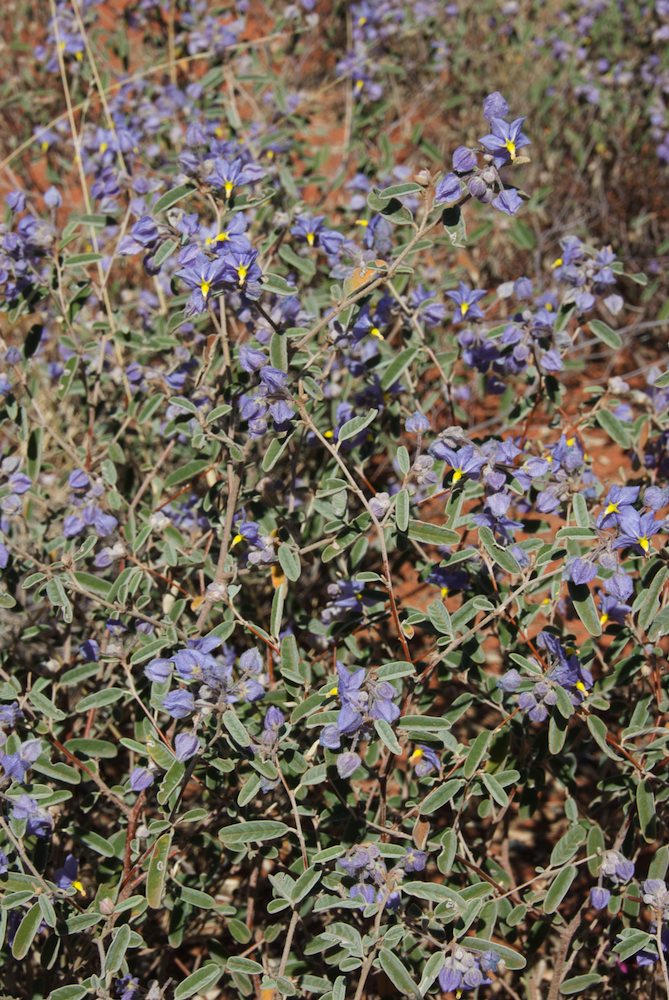 Byttneriaceae Keraudrenia integrifolia
