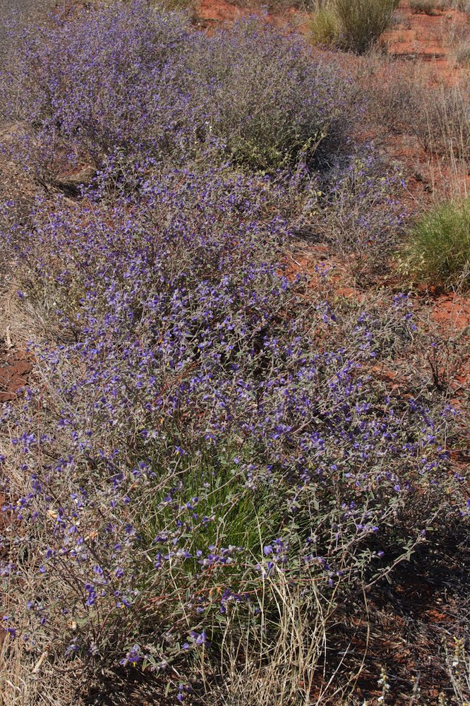 Byttneriaceae Keraudrenia integrifolia