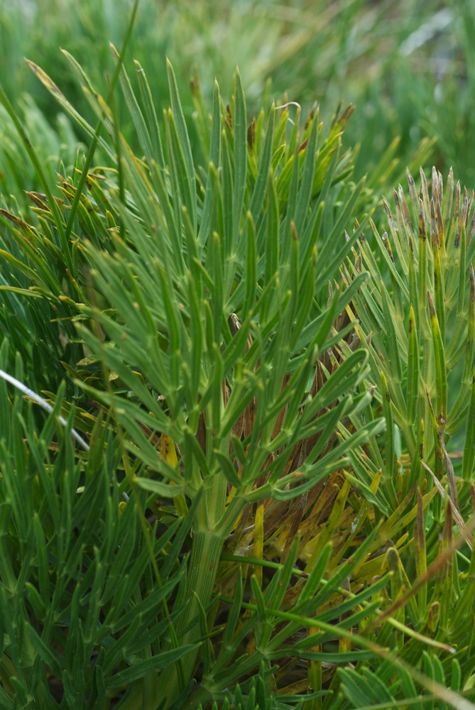 Apiaceae Aciphylla glacialis