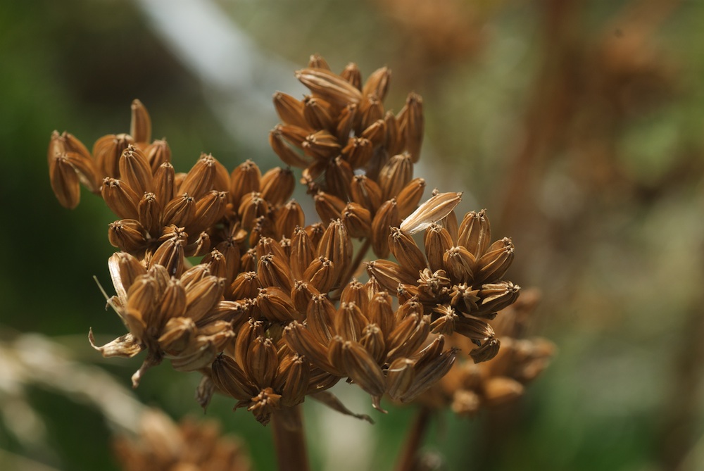 Apiaceae Aciphylla glacialis
