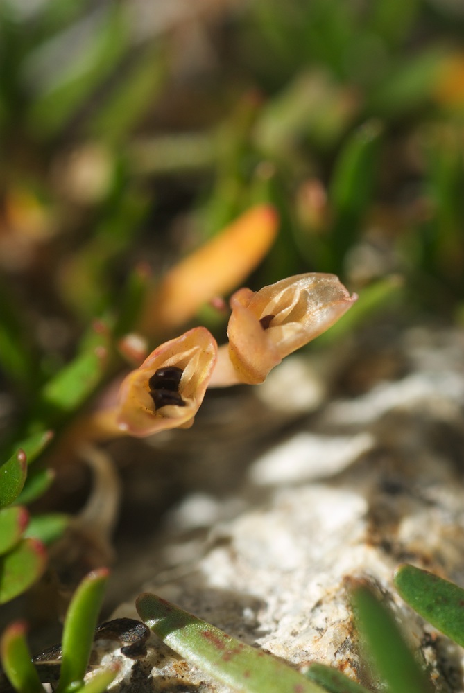 Portulacaceae Neopaxia australasica