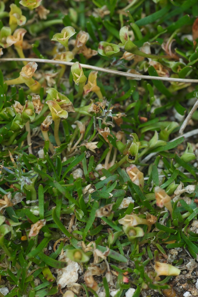 Portulacaceae Neopaxia australasica