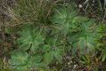 image of Plantago euryphylla