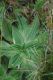 image of Plantago euryphylla