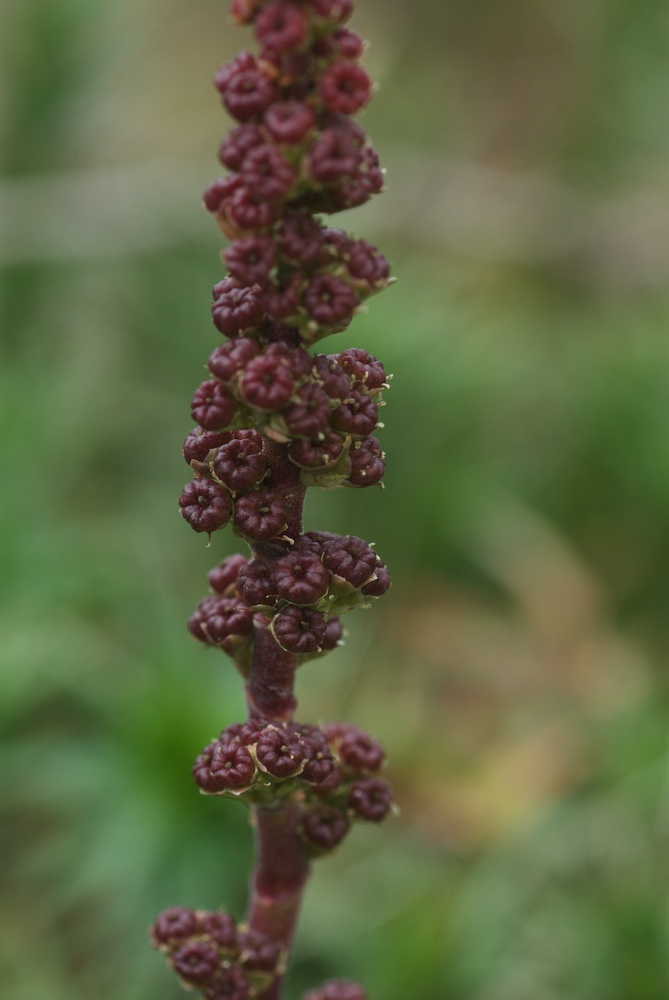 Ericaceae Richea continentis