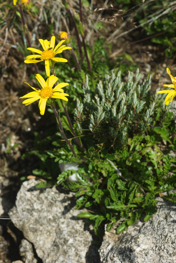 Asteraceae Senecio pectinatus
