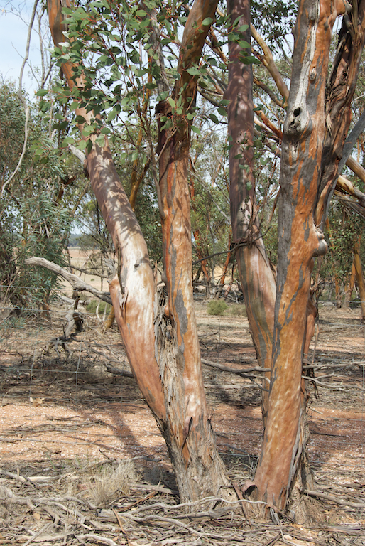 Myrtaceae Eucalyptus behriana
