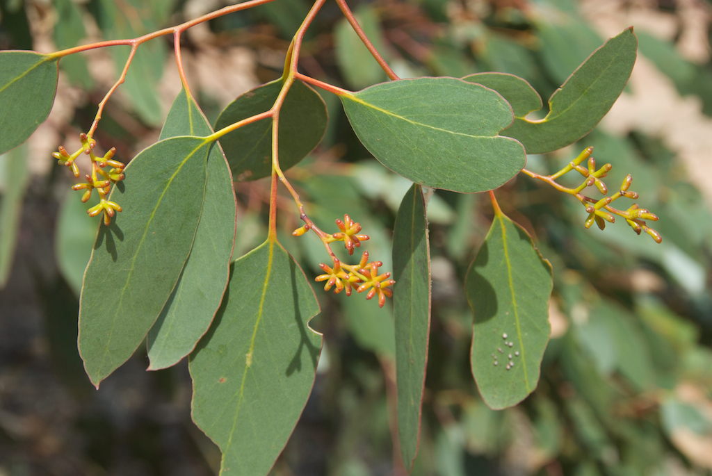 Myrtaceae Eucalyptus behriana