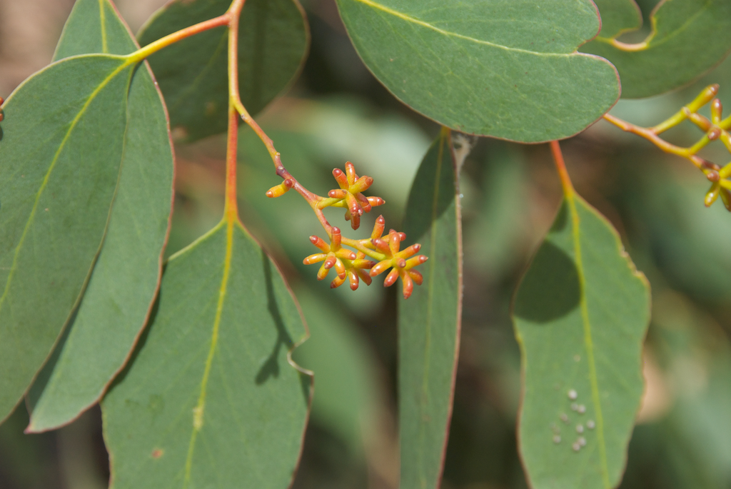 Myrtaceae Eucalyptus behriana
