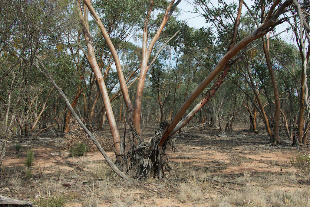 Myrtaceae Eucalyptus behriana