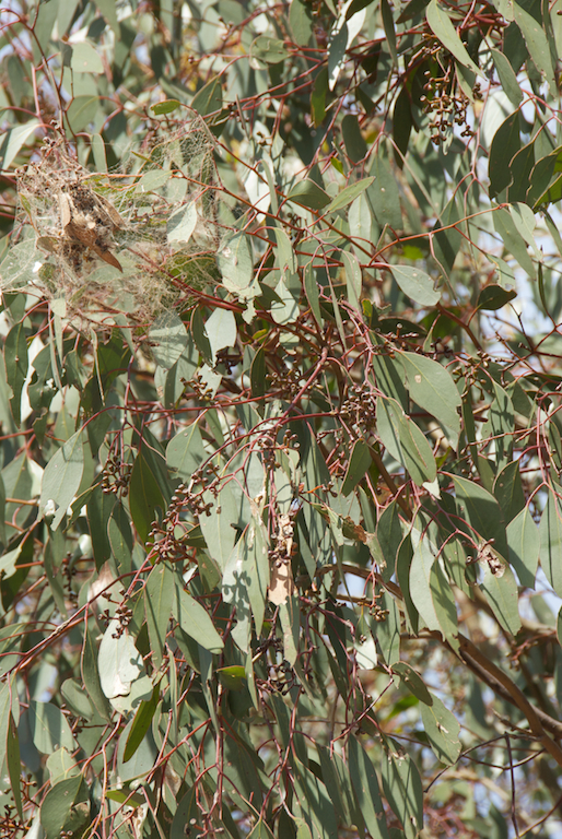 Myrtaceae Eucalyptus behriana